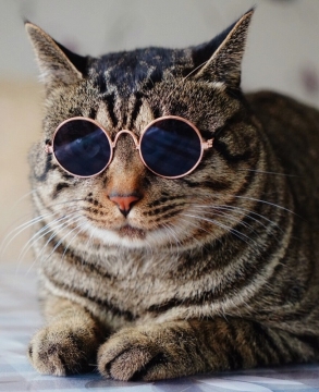 Pet glasses cat Sunglasses dog personality trend accessories