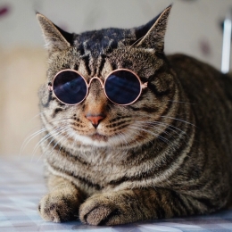 Pet glasses cat Sunglasses dog personality trend accessories