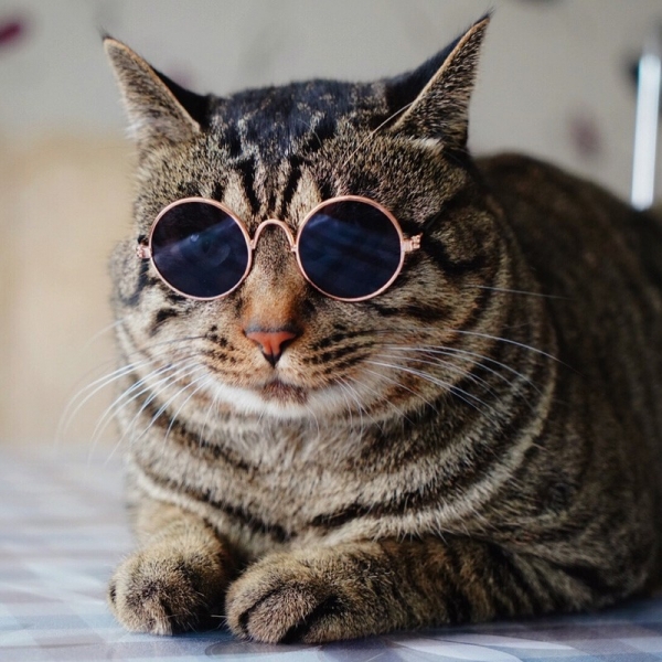 Pet glasses cat Sunglasses dog personality trend accessories, 宠物眼镜
猫咪墨镜
狗狗太阳镜