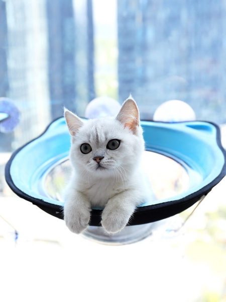 Pet cat hammock hanging nest window glass sucker type, 加大洗盘，肥猫无忧
铁质支架，安全牢靠
绒布面料，柔软舒适